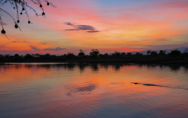istock Sunrise with an alligator in the lake. 1359468256