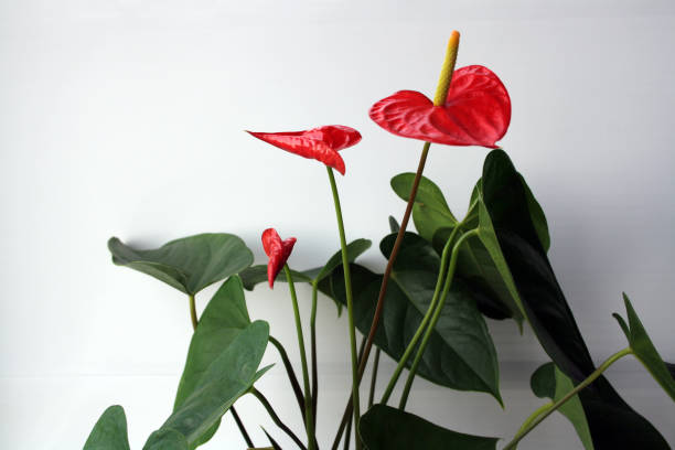 istock Green leaves and red anthurium flowers on a white wall background. 1359469745