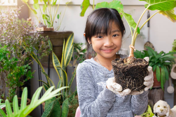 asian child girl planting trees at her home, free time staying home during the covid-19 epidemic. - love growth time of day cheerful imagens e fotografias de stock