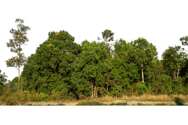 istock View of a High definition 1359471960