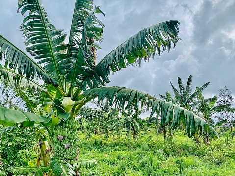 Horizontal landscape of green bunch of tropical island style bananas hanging on tree with leaves in fruit farm paddock on overcast grey sky day at The Farm Byron Bayj