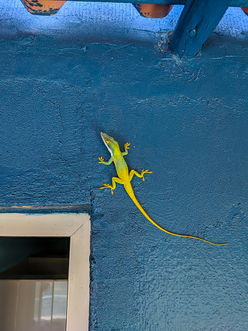 Close-up of a bright yellow lizard that sits on the wall of a blue building. Such lizards are often found on the Cuban island Cayo Guillermo in the tropics. Vertical.