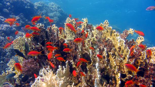 istock colorful hard coral 1359473014
