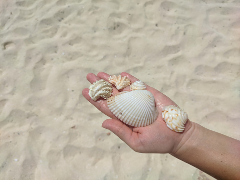 Woman in the palm of her hand holds a variety of seashells against a background of white sand. Close-up of seashells with different patterns on the palm.