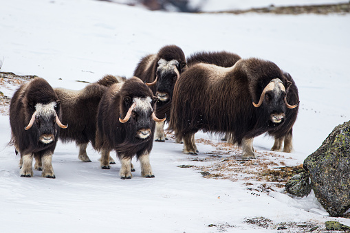 Musk ox walk and feed between the moss-covered rocks in Dovrefjell, Norway