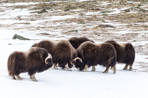 istock Musk ox walk and feed between the moss-covered rocks in Dovrefjell, Norway 1359476098