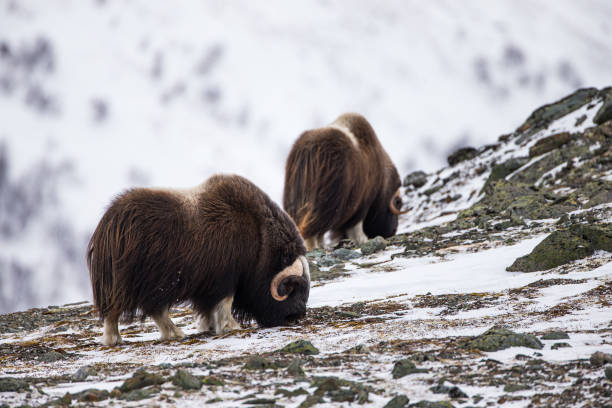 istock Musk ox walk and feed between the moss-covered rocks in Dovrefjell, Norway 1359476135