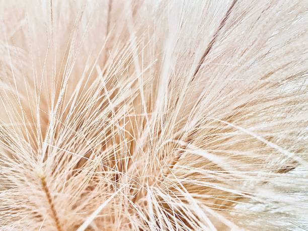 Soft Close Up Feather Grass stock photo