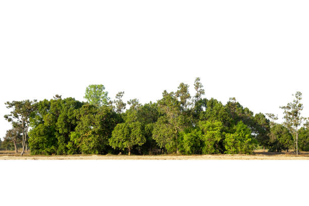 istock View of a High definition Tree line 1359478978