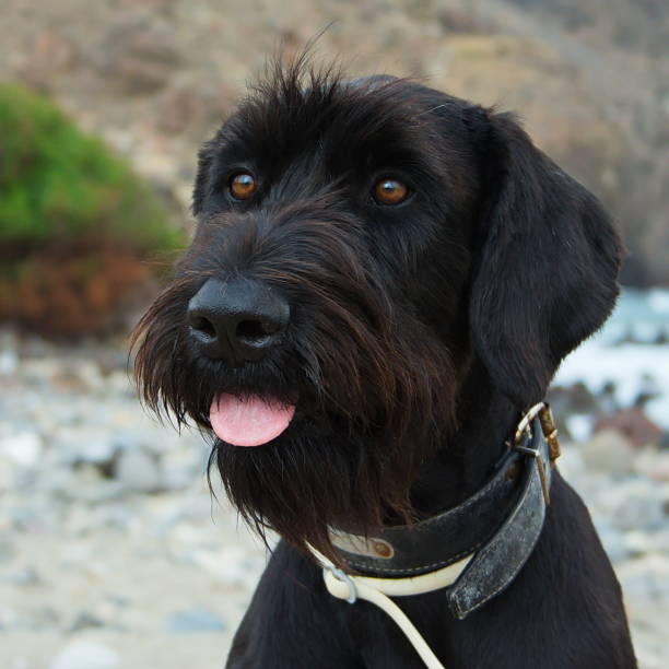 istock Dog on the beach in Las Negras 1359479778