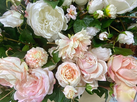 Horizontal close up of floral bunch of soft pink and white old fashioned roses buds peonies and green leaves