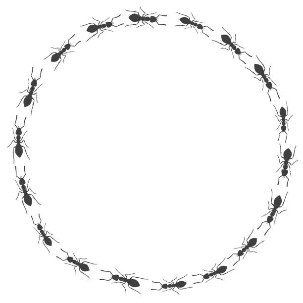 Trail of ants. Trail of ants. Circular insect frame. Vector Trail of ants. Trail of ants. Circular insect frame. Vector. ant colony swarm of insects pest stock illustrations