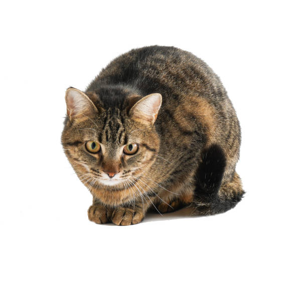 istock The cat is isolated on a white background 1359481631