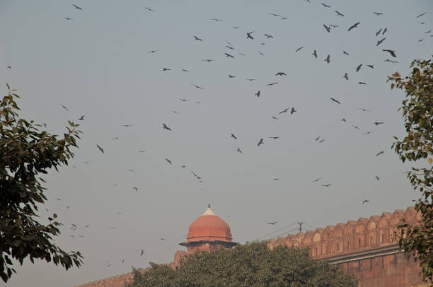istock Black kites Milvus migrans soaring on the Red Fort. 1359482930