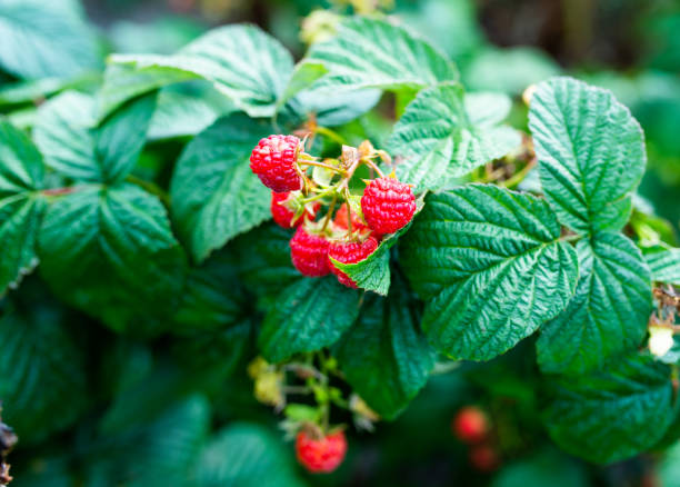 istock Green leaves and ripe raspberry berries ripen in orchard 1359482976