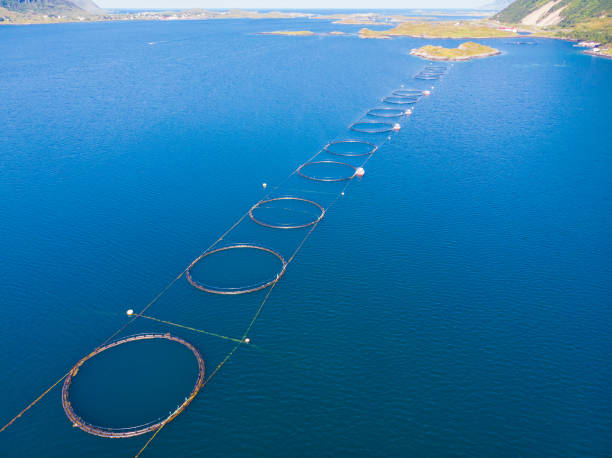 istock Salmon farming, fish farm in the sea 1359484049