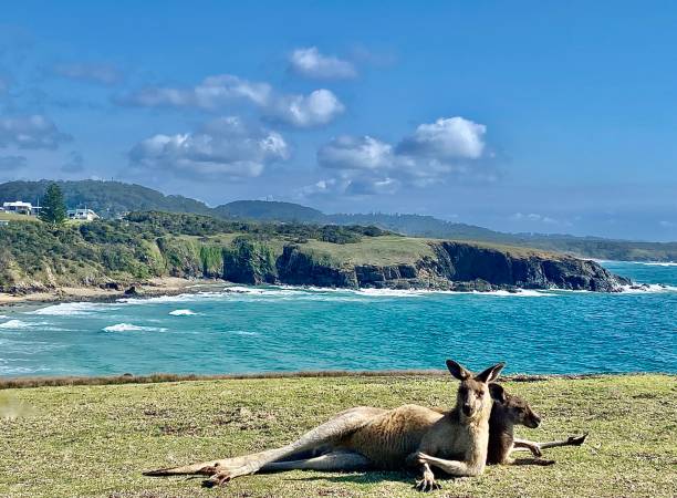 istock Wild Kangaroos Relax on Headland 1359484160