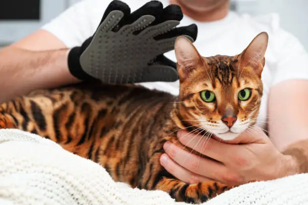 Unrecognizable caucasian man,combing,grooming smooth-haired, short-haired purebred beautiful bengal cat,look at camera,with special glove,brushSeasonal pet molting,hair or wool care at home concept.