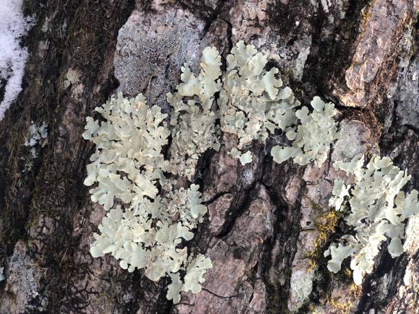 istock Bark of an old tree in winter 1359486081