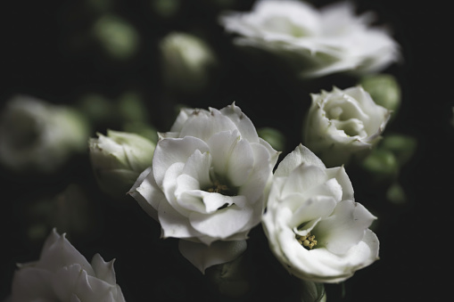 Close-up photo of a beautiful Kalanchoe blossfeldiana 'Calandiva White' flowers on a black background