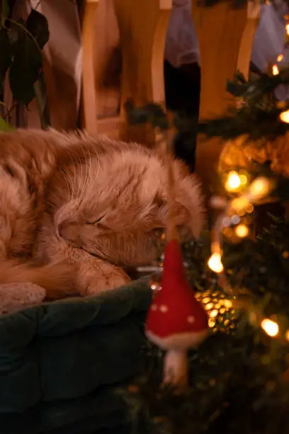 Relaxing picture of a sleeping ginger cat close to a Christmas tree illuminated with led lights and decoration.