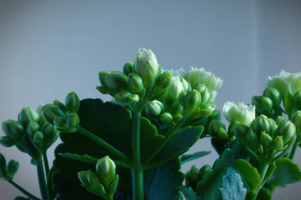 photo en gros plan d’une belle fleur de kalanchoe blossfeldiana 'calandiva white' sur fond blanc - kalanchoe photos et images de collection