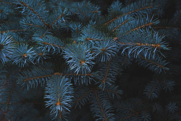 istock Blue spruce branch nature evergreen coniferous trees. 1359488155