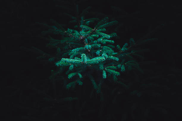 Branch of a blue spruce on a black background