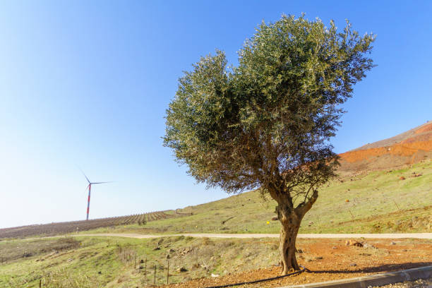 Wild landscape with wind-blown grass and olive tree under cloudy sky.