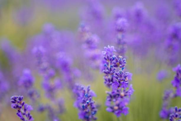 istock Close up Lavender flower blooming scented fields in endless rows on sunset. Selective focus on Bushes of lavender purple aromatic flowers at lavender fields 1359490284