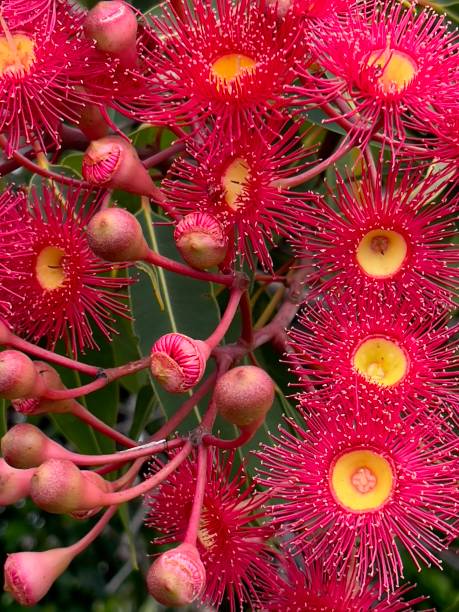 istock Red Eucalyptus Flowers and Buds 1359491055