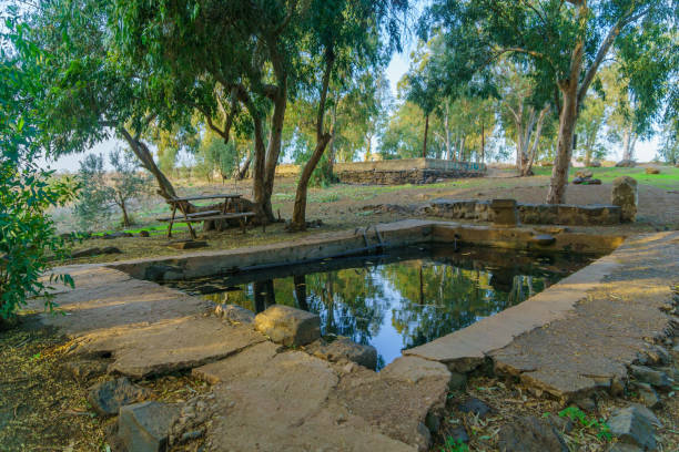 istock Orha Pool (Jukhadar), with Eucalyptus trees. The Golan Heights 1359491483