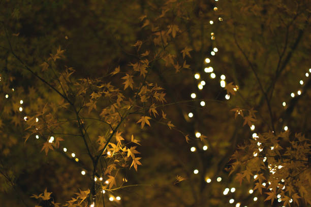 Bokeh blurred lights in celebration of Christmas