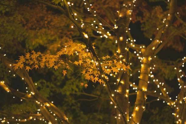 istock Bokeh blurred lights in celebration of Christmas 1359491584