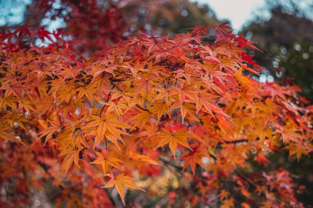 klon japoński (acer palmatum) obracający kolor jesienią - maple tree autumn tree vibrant color zdjęcia i obrazy z banku zdjęć