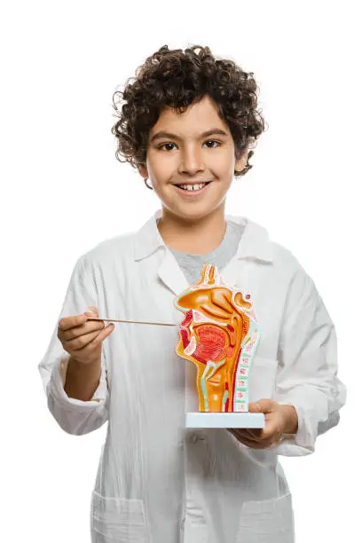 Photo of Oral cavity anatomical model in child's hands, close-up. Studying human anatomy and biology at school