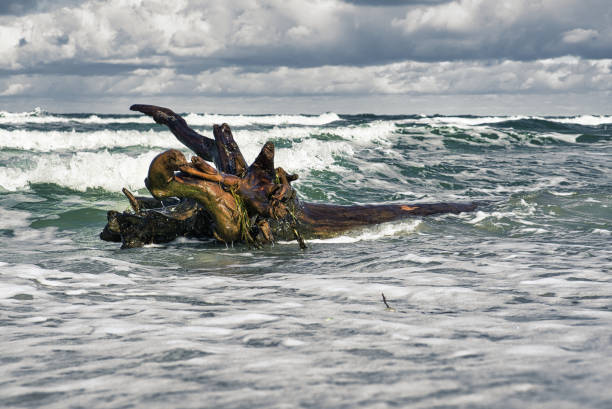 istock groynes jutting into the baltic sea. 1359492494