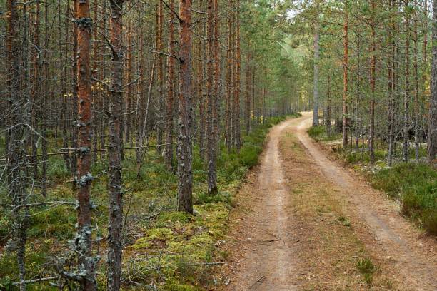 istock landscape of an old forest with a dirt road 1359492806