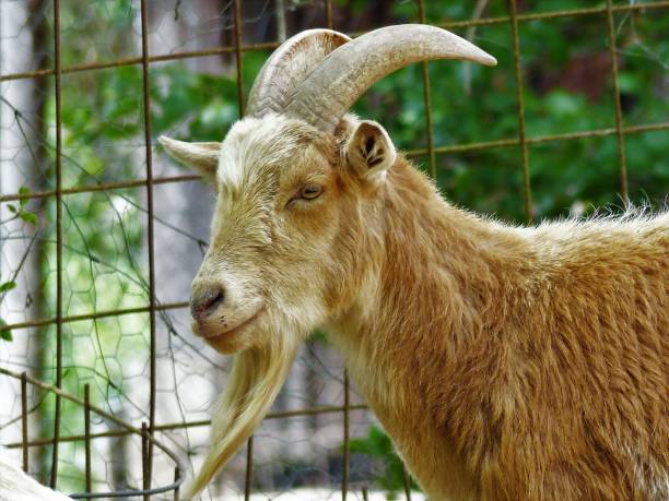 Goats provide meat, leather and milk. They are also kept for landscape maintenance. They can climb well and are very frugal.