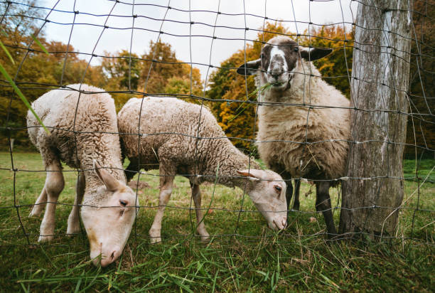 retrato de hermosas y lindas ovejas blancas de pie en el prado verde cerca del bosque (campo libre) y posando ante la cámara. las ovejas se alimentan en el prado con cerca en otoño. - sheeps through time fotografías e imágenes de stock