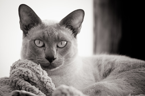 A Tonkinese breed domesticated cat rests in its bed indoors in Australia