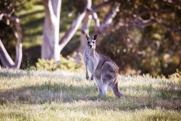 istock Wild Kangaroos in Australia 1359493907