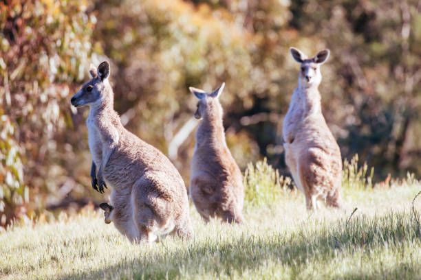 istock Wild Kangaroos in Australia 1359493944
