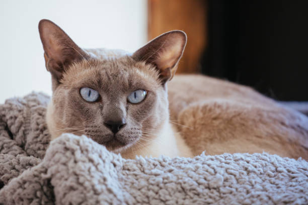 istock Tonkinese Cat in Australia 1359493959