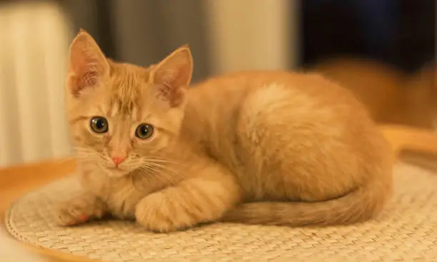 Photo of A cute ginger kitten with a classic marble pattern lies on the sofa. Adorable little pet. Soft focus