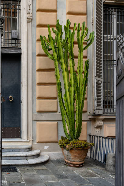 ingresso di un antico palazzo con una pianta in vaso di candelabri (euphorbia ingens), genova, liguria, italia - euphorbiaceae foto e immagini stock