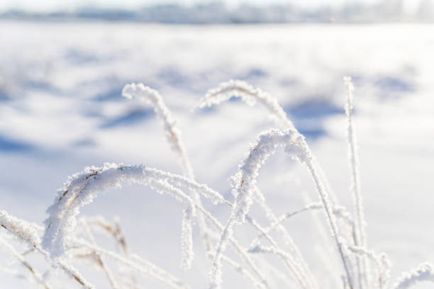 istock Dry grass covered with frost in a snowy field 1359495389
