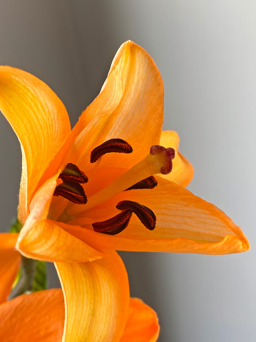 Beautiful orange colored lily
