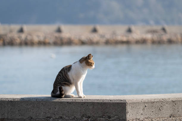 Free Stock Photo of Black and White Cat Sitting on Top of Cement Slab ...