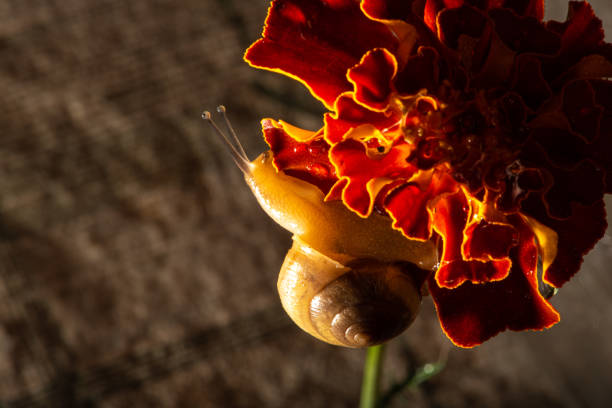 Snail, small garden snail on its walk on a dewy flower, selective focus.